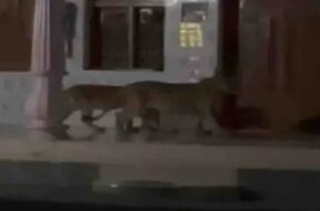 LION In house