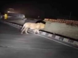 LION ON SOMNATH HIGHWAY