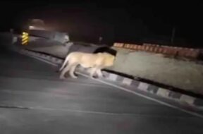 LION ON SOMNATH HIGHWAY