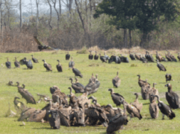 birds