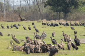 birds