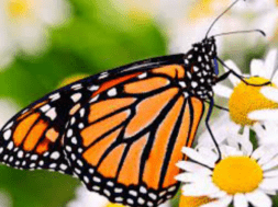 butterfly