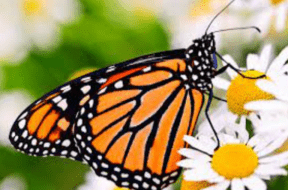 butterfly