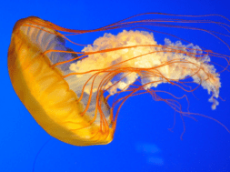 jeli fish
