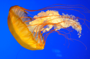 jeli fish