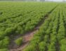 Farm
