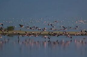 Kutch small desert, exotic bird