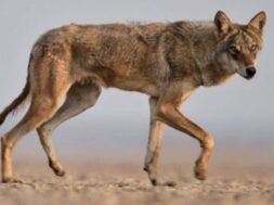 Varu, indian wolf