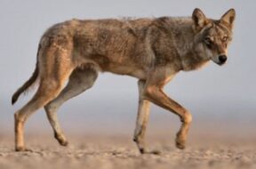 Varu, indian wolf