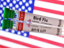bird flu