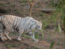 tiger