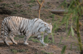 tiger