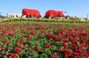 Ahmedabad flower show