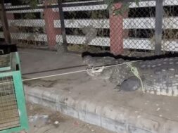 Crocodile