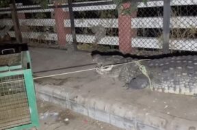 Crocodile