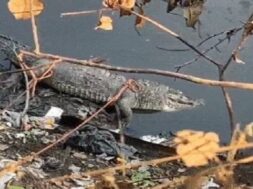Crocodile