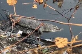 Crocodile