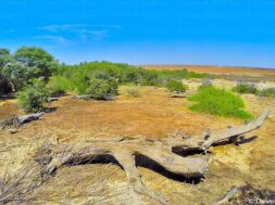 Kutch, biodiversity