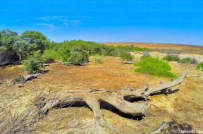 Kutch, biodiversity