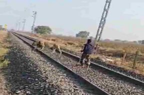 Lion on railway track