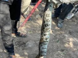 Python caught, limbadi