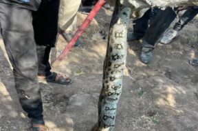 Python caught, limbadi