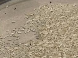 Rotten grain