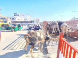 Tharad highway, stray cattle