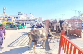 Tharad highway, stray cattle
