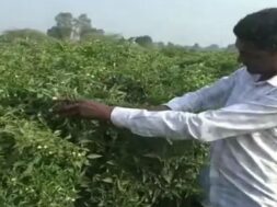 Vadhavani maracha-chilli