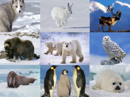 animal