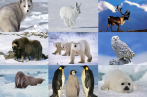 animal