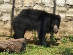 zoo, bear