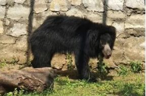 zoo, bear