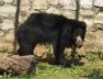 zoo, bear