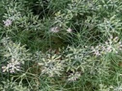 cumin