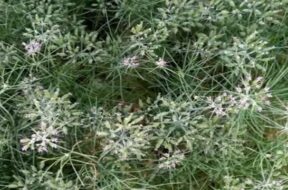 cumin