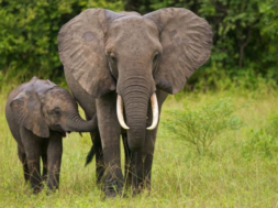 elephant