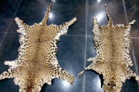 lepard