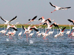nalsarovar