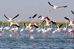 nalsarovar