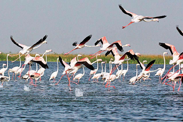 નળ સરોવર પક્ષી અભ્યારણમાં પક્ષીઓની ગણતરી કરાશે