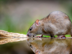 rat