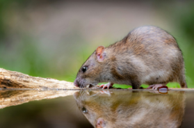rat