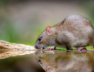 rat