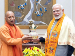 yogi