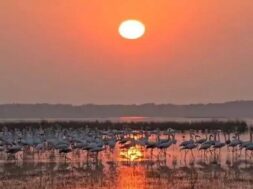 Exotic birds