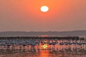 Exotic birds