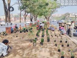 Science city road, Beautification