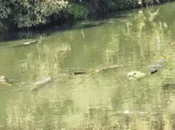 Vishwamitri river, crocodiles